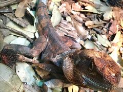 -费瑟代尔野生动物园