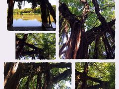 -小洲村