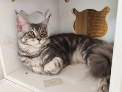 -猫域·湾主题猫咖·宠物吧(南坪城市广场店)