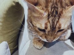 -啵啵喵·猫咖(攀华国际店)