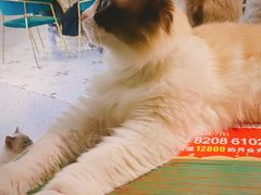 -喵喵咪呀布偶猫咖(春熙路店)