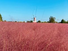 -羊亭河湿地公园