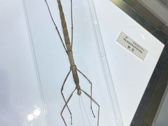 -上海昆虫博物馆