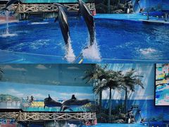 -海合安成都极地海洋公园