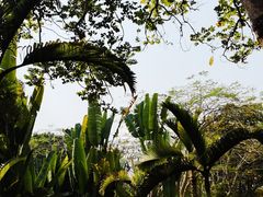 -中国科学院西双版纳热带植物园