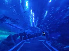 -成都浩海立方海洋公园