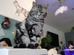 -平行世界·猫咖(首经贸店)