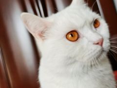 -关爱宠物医院·猫科中心·消化科(滨湖万达分院)
