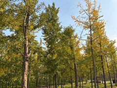 -汉长安城未央宫国家考古遗址公园