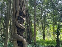 -中国科学院西双版纳热带植物园