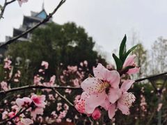 -金鸡湖桃花岛