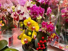 -越秀西湖花市(广州城市广场花卉店)