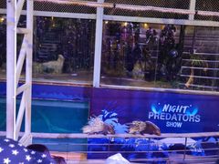 -清迈夜间动物园