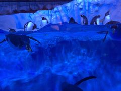 -芜湖新华联大白鲸海洋公园