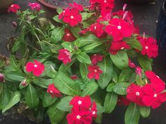 -双季花艺园艺市场(浦东店)