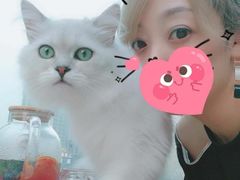 -70cat德文卷毛猫·缅因猫纯种猫舍