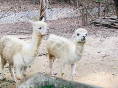 -清迈夜间动物园