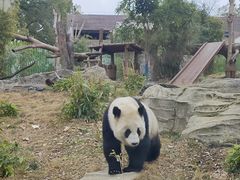 -武汉动物园