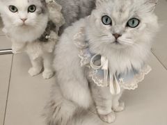 -怪兽屋·羊驼·猫咖·狗咖(俊华广场店)