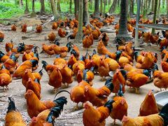 -兴隆槟榔园休闲农庄