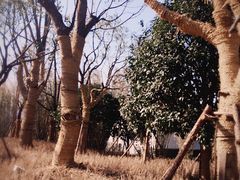 -长田漾湿地公园