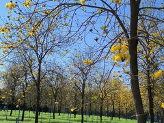 -天适樱花悠乐园