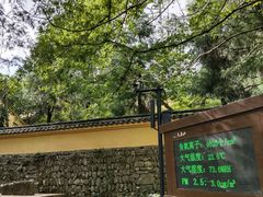 -天目山大树王景区