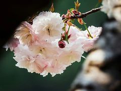 -延安杨家岭革命旧址