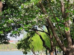 -西北湖绿化广场