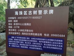 -小洲村