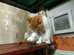 -猫咪博物馆(顶澳仔猫街店)