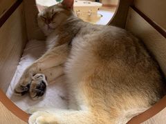 -猫和宫(六道口店)