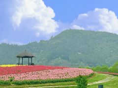 -径山花海