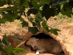 -西霞口神雕山野生动物世界