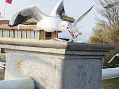 -海埂大坝