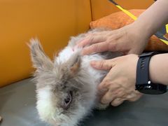 -北京观赏动物医院·24小时大型综合·猫专科·异宠专科