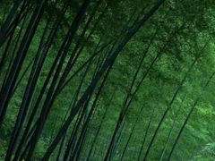 -江南天池