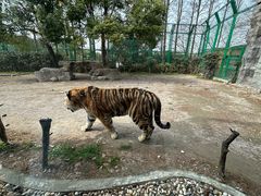 -上海野生动物园老虎餐厅
