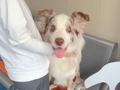 -创凡宠物医院·骨专科  猫科中心(西乡分院)