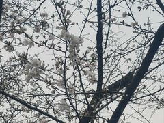 -武汉大学-樱园