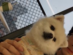 -怪兽屋·羊驼·猫咖·狗咖(俊华广场店)