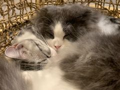 -飞行喵MR PILOT|猫舍·猫咖(静安大融城店)