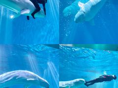 -芜湖新华联大白鲸海洋公园