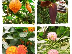 -南宫五洲植物乐园