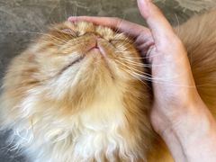 -More Fun猫咖 二十只万元加菲主题