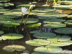 -国家植物园南园