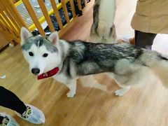 -Husky Go! 哈士奇体验馆·宠物咖啡厅狗咖