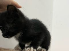 -艾吉宠物医院·疑难杂症转诊中心·猫友好(碧江路院)