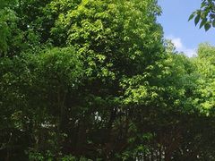 -胜丰草莓采摘园