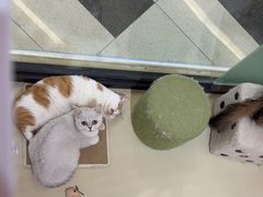 -三花喵·撸猫购宠·宠物生活馆(虹桥南丰城店)
